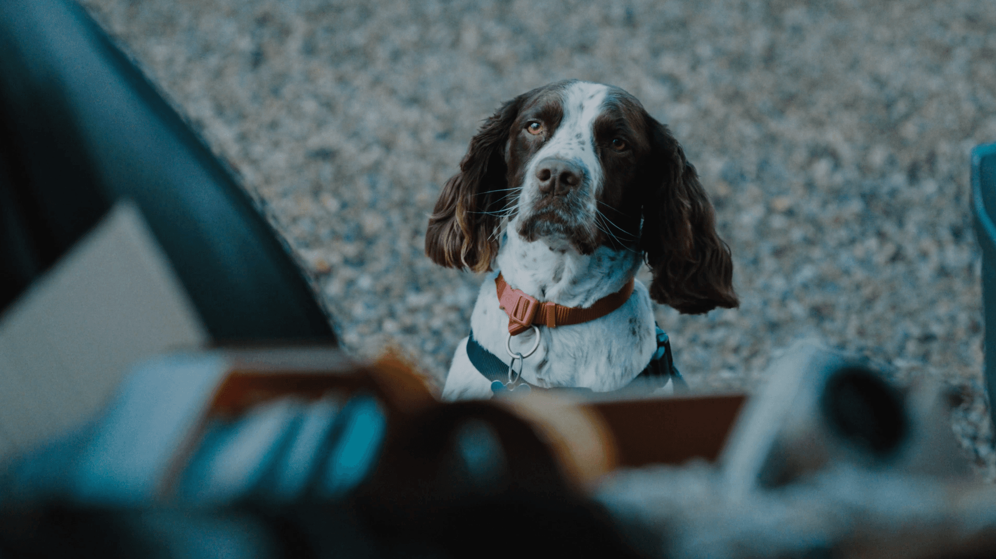 Dogs Trust // Renter's Rights